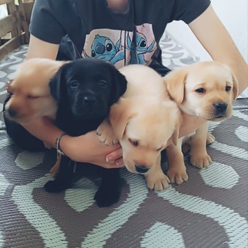 Labrador Retriever szczeniaki ZKwP FCI Ojciec ChP