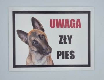 Tabliczka uwaga zły pies  owczarek belgijski 