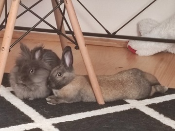2 samice króliki miniaturki