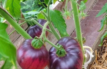Kolekcjonerskie nasiona pomidor Amethyst Jewel 