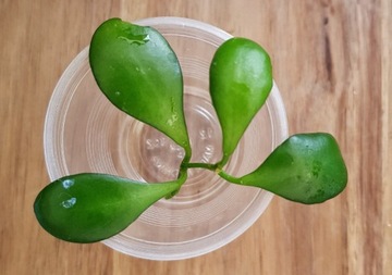 Hoya heuschkeliana - cięta sadzonka