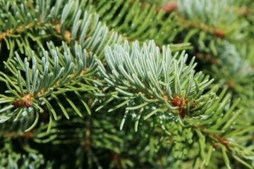 Świerk Serbski Picea Omorica 3 letni 20-40 cm