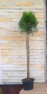 Tuja szmaragd thuja KULA NA PNIU 110-130 cm