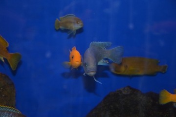 Metriaclima Estherae Minos Reef RED/BLUE Pyszczaki