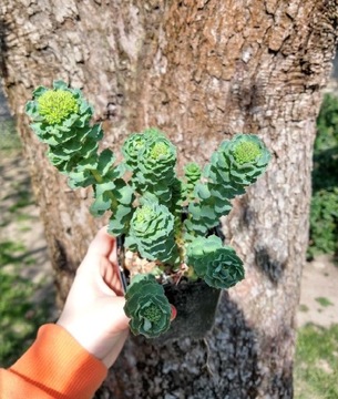 Różeniec górski rhodiola rosea