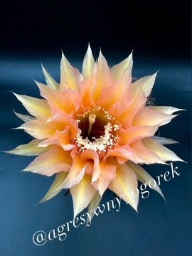 kaktus Echinopsis hybryd   312FF