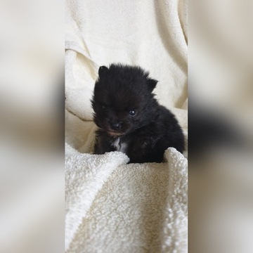 Pomeranian piesek Rezerwacja!!