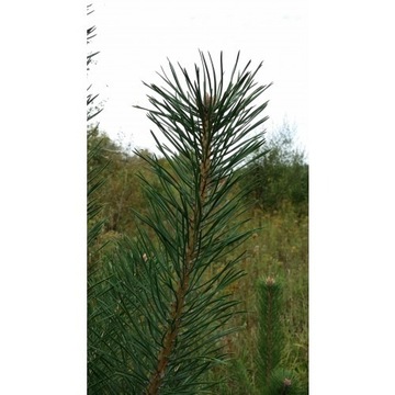 Sosna pospolita 20/40cm Pinus Silvestris