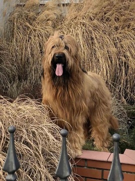 Owczarek francuski Briard, reproduktor Ch.PL