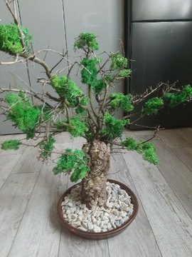 Drzewko bonsai z mchu chrobotka