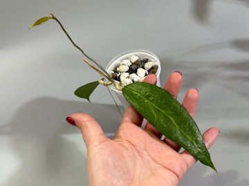 Hoya amoena spp. IPPS 3322