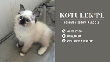 Kot rasowy z rodowodem Ragdoll chłopiec kocurek 