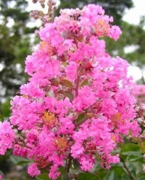 Lagerstroemia Indyjska. Bez południa. Sadzonka