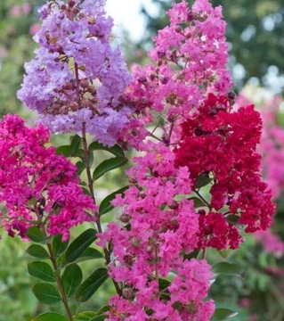 Lagestroemia  indica  dynamite