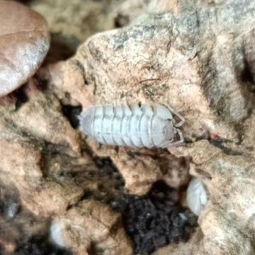 Isopody Armadilidium perracae "Corfu" terrarium