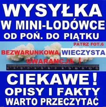 GRZYBEK TYBETAŃSKI 15g ULOTKA 4xA4 -wiejskie mleko