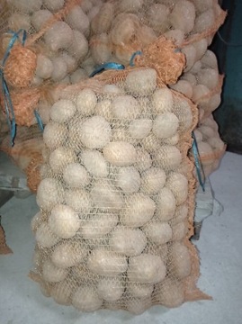 Ziemniaki 10 kg odmiana Owacja WYSYŁKA 1,50zł/kg 