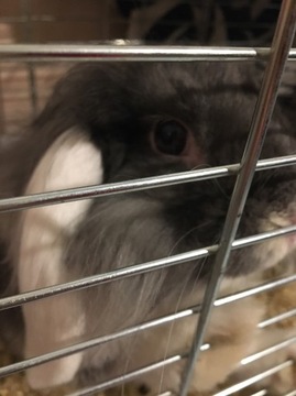 Królik baranka mini lop 