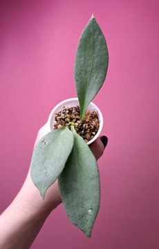 Hoya nicholsoniae New Guinea Ghost 