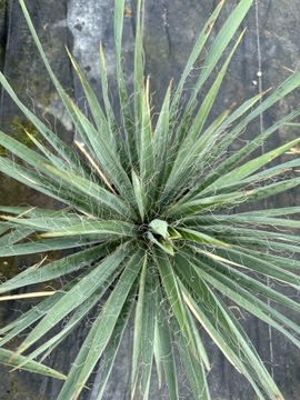 Juka karolińska - Yucca filamentosa