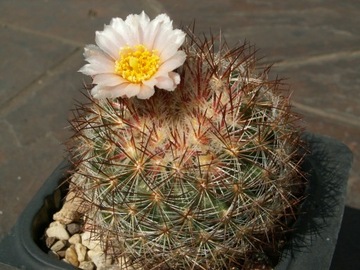 Pediocactus simpsonii v. minor RP 60 - 10 nasion