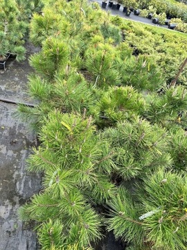 PINUS NIGRA - Sosna czarna - duża gęsta sadzonka