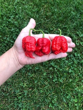 Carolina Reaper - 30 Nasion 