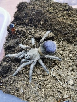 Pseudhapalopus sp blue L1