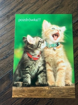 Pocztówka obrazek cute słodki cats koty