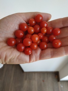 Nasiona pomidora Red Currant-Karma dla rybek 