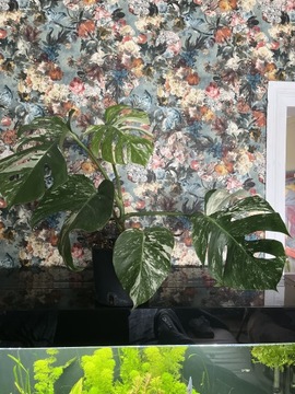 Monstera variegata jeden cięty liść