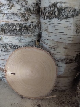 Plastry drewna brzozy krążki podkładki 15 cm szlif