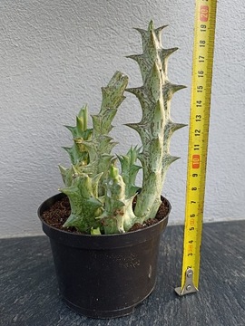 stapelia sukulent kaktus