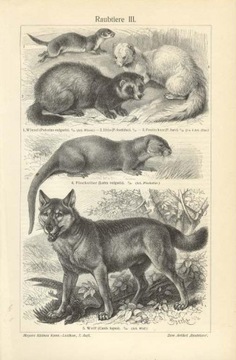 Zwierzęta cz. 2   oryginalne XIX w. grafiki