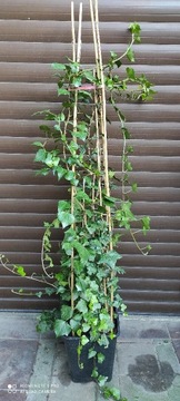 Bluszcz hedera 200-250 cm w dużych donicach kępa 