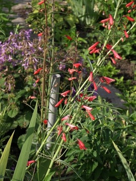 Penstemon barbatus coscineus czerwony 20 n/23