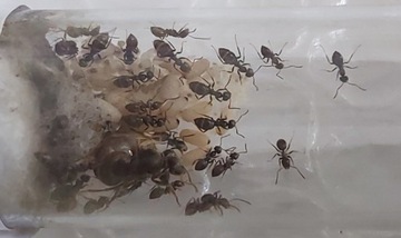 Kolonia mrówek Lasius Niger 