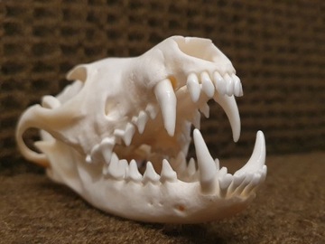 Duża, naturalna czaszka lisa rudego- dł.15,06cm