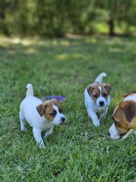 Jack Russell Terrier cudowne suczki, szczenięta, Asgard Team FCI