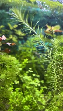Mayaca piękna roślinka akwariowa
