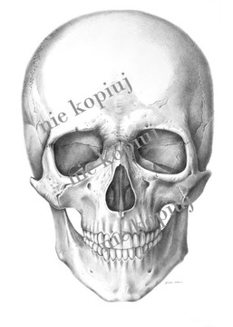 Plakat anatomiczny kości czaszki 30x40