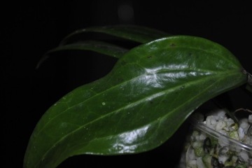 hoya rigida big Hoja