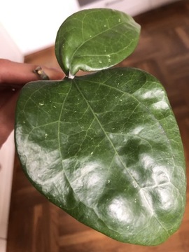 Hoya Glabra hoja