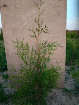 Tuja Tuje Brabant 100 cm