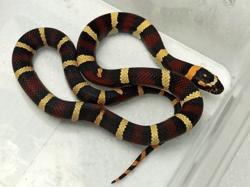 Wąż hybryda / Pueblapyrocorn / Samica / Apricot