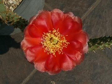 Opuntia x macrorhiza 'Orange Red' - segment