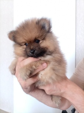 Szpic miniaturowy pomeranian + Wyprawka + PASZPORT