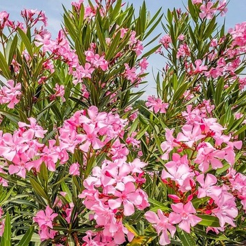 Oleander - Nerium
