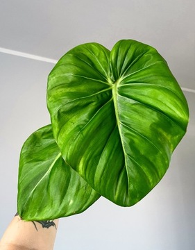 Philodendron Dean Mcdowell + GRATIS
