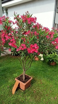 Oleander nasiona - kolor amarantowy 